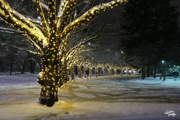 senske-tree-lights-path