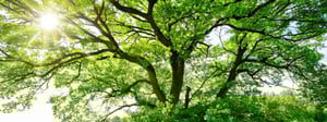 senske-tree-services-beautiful-trees-1280x480-1