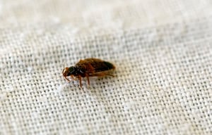 shutterstock_2383303039_small