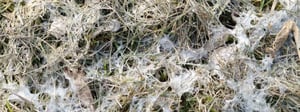 snow-mold-senske-lawn-care-1280x480