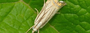 sod-webworms-senske-pest-control-1280x480