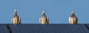 solar-panel-bird-proofing-1280x480