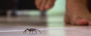 spider-1188x480