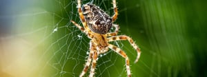 spider-control-senske-pest-control-1280x480