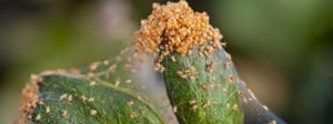 spider-mites-senske-pest-control-1280x480