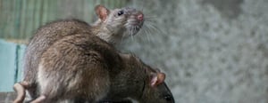 spokane-pest-control-senske