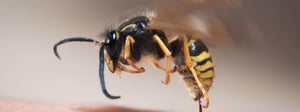 stinging-insects-senske-stinging-insect-control-1280x480