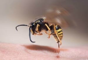 stinging-insects-senske-stinging-insect-control-1536x1056