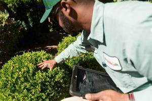 technician checking for flea and ticks in Fayetteville lawn