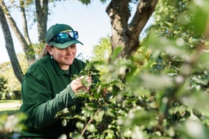 technician inspecting for fleas and ticks on Rogers lawn