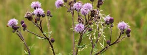 thistle-weed-1280x480