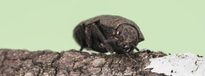 tree-borers-extermination-pest-control-services-senske-1280x480-1