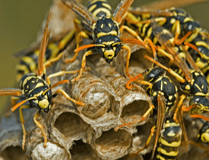 wasps
