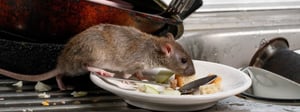 west-denver-pest-control-service-denver-exterminator-1280x480