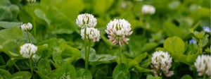 white-clover-weed-1280x480