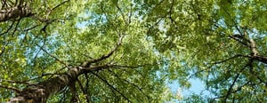 yakima-tree-service-senske