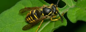 yellow-jacket-control-senske-pest-control-1280x480