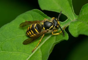 yellow-jacket-control-senske-pest-control