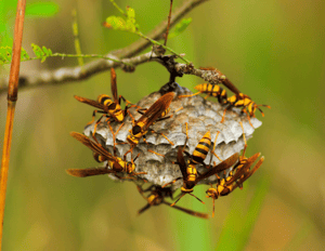 yellow-jacket