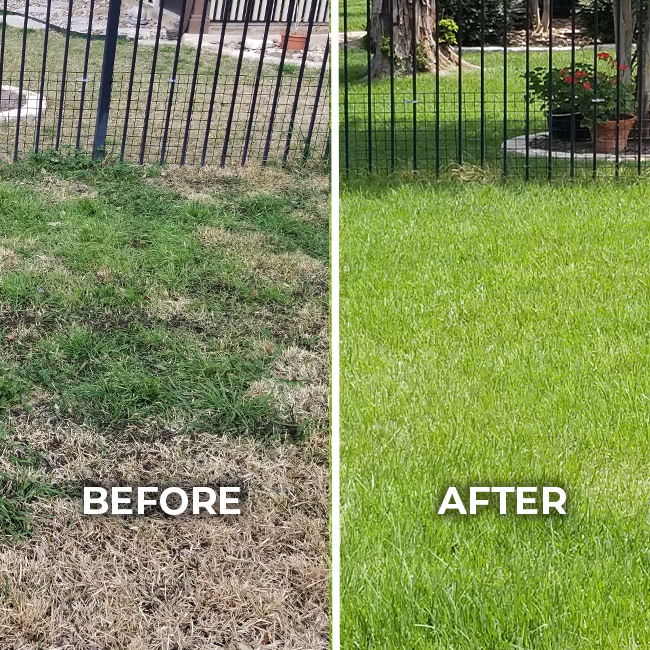 Residential lawn before and after treatment