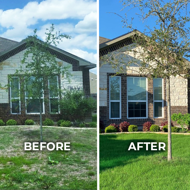 Lawn improvement before and after treatment