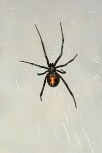 Black-Widow