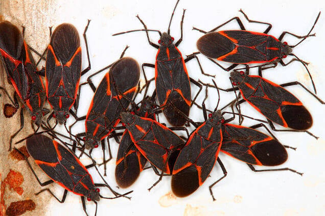Get Rid of Boxelder Bugs