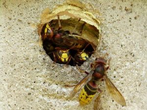 hornets-189501__340-300x225