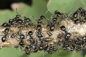 black-ants-odorous-ants