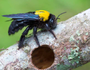 carpetner-bee