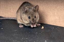 housemouse