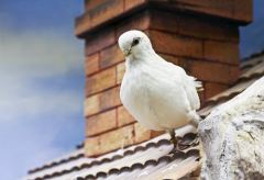 pigeon-control